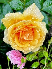 a yellow rose with water droplets on it