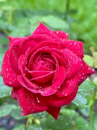a red rose with water droplets in the garden